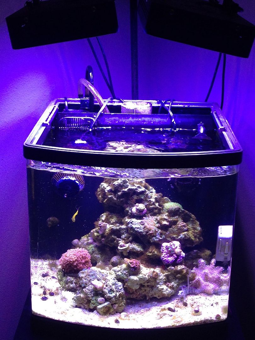 Brown Hair Algae Reef Tank